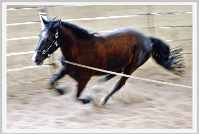 natura_e_cavallo135