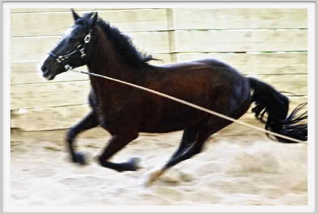 natura_e_cavallo136