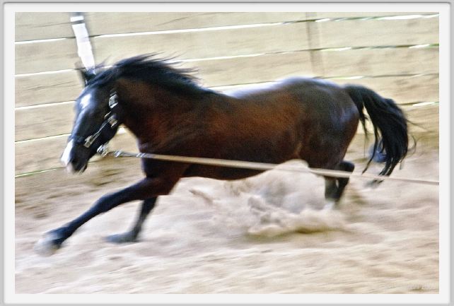 natura_e_cavallo137