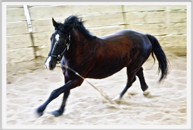 natura_e_cavallo139