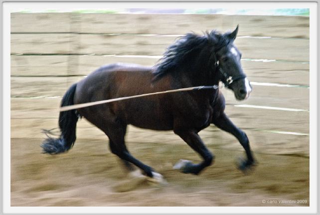 natura_e_cavallo142