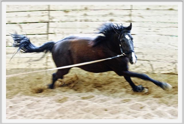 natura_e_cavallo144