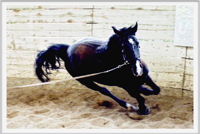 natura_e_cavallo145