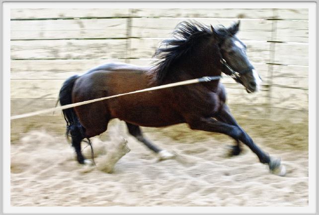 natura_e_cavallo146