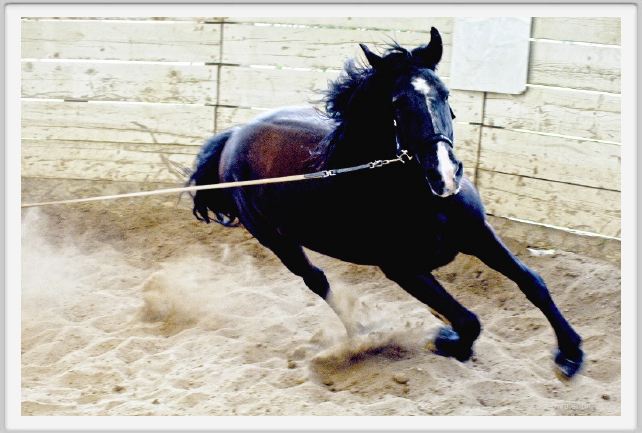 natura_e_cavallo147