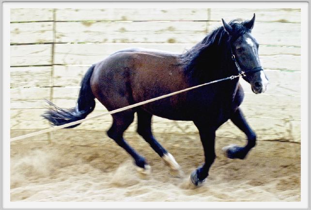 natura_e_cavallo148