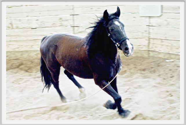 natura_e_cavallo149