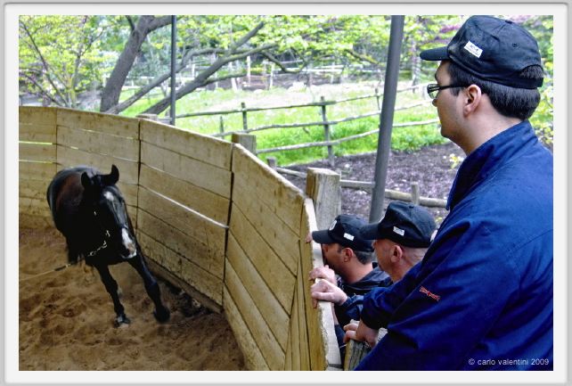 natura_e_cavallo151