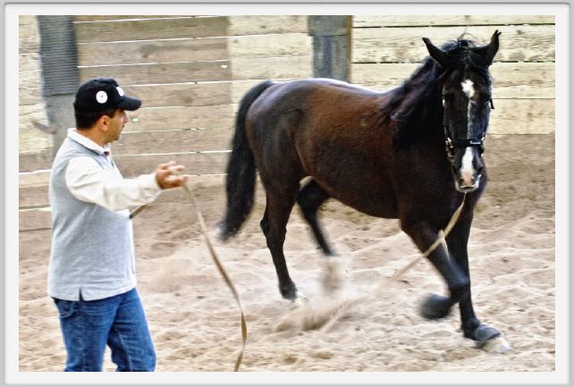 natura_e_cavallo153