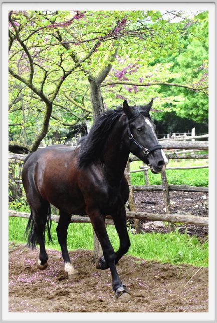 natura_e_cavallo163