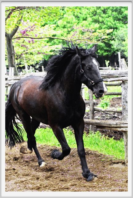 natura_e_cavallo164
