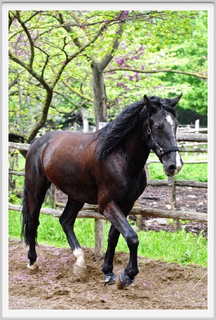 natura_e_cavallo165