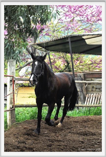 natura_e_cavallo167