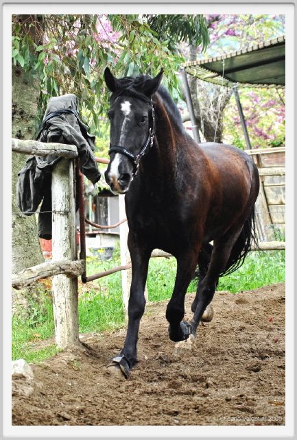 natura_e_cavallo169