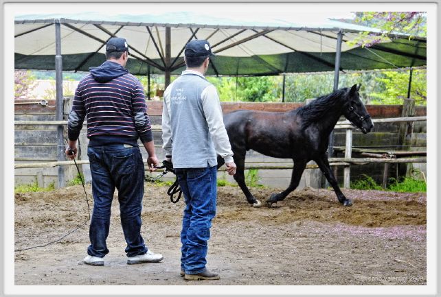natura_e_cavallo171