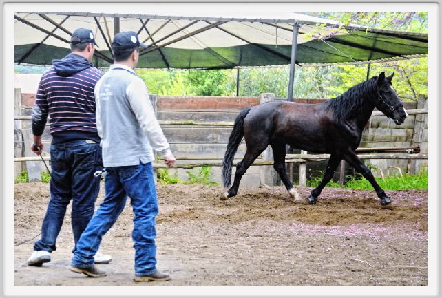 natura_e_cavallo172