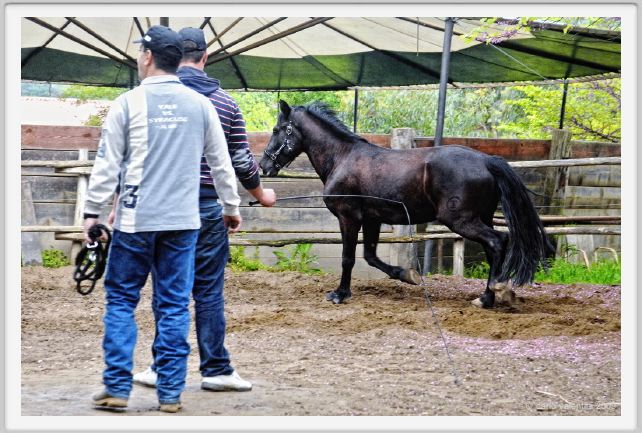natura_e_cavallo174