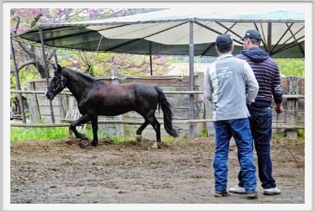 natura_e_cavallo177