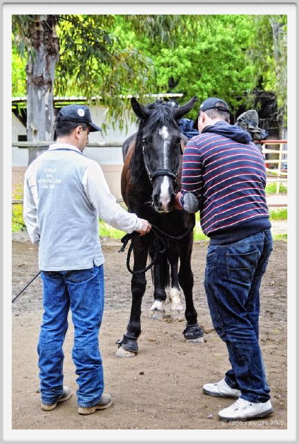 natura_e_cavallo178
