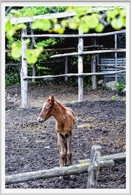 natura_e_cavallo180