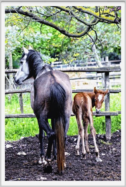 natura_e_cavallo182