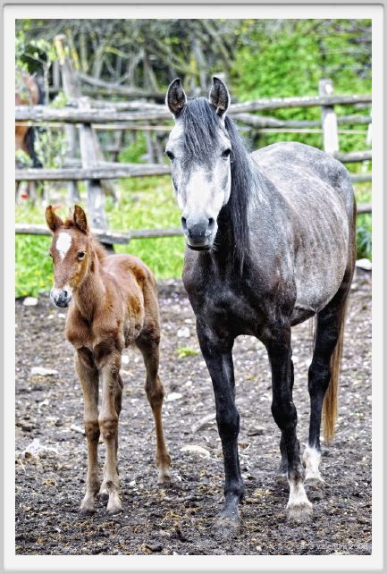 natura_e_cavallo183