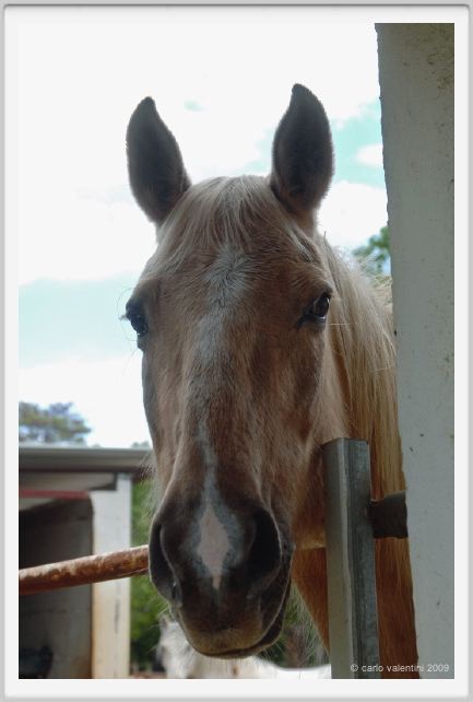 natura_e_cavallo185