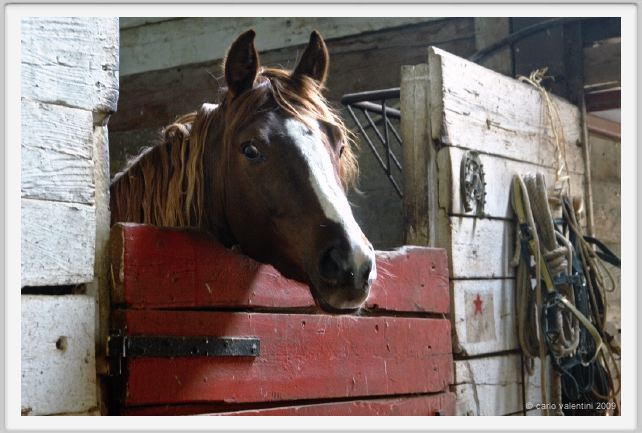 natura_e_cavallo186