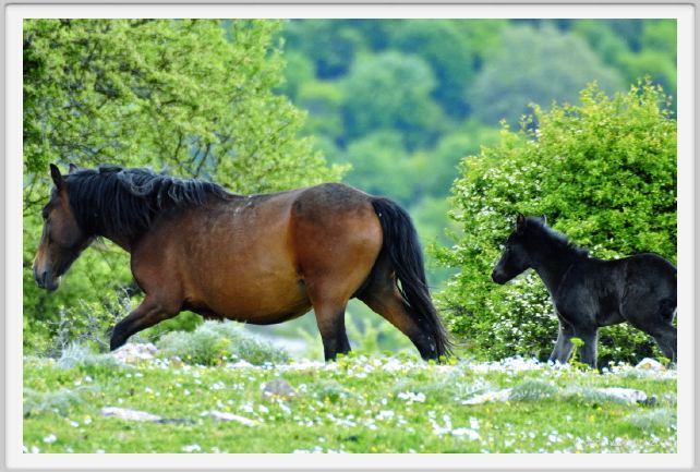 natura_e_cavallo212