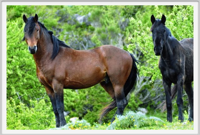 natura_e_cavallo213