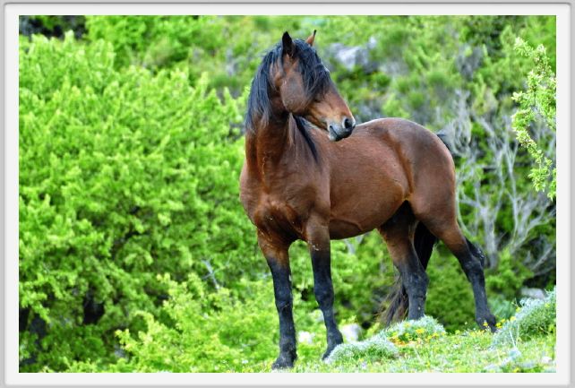 natura_e_cavallo215