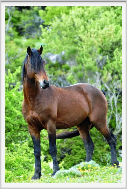 natura_e_cavallo217