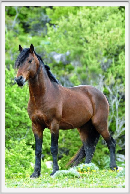 natura_e_cavallo220