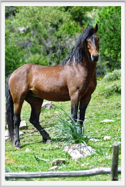 natura_e_cavallo222