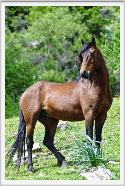 natura_e_cavallo225