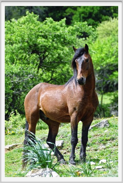 natura_e_cavallo226