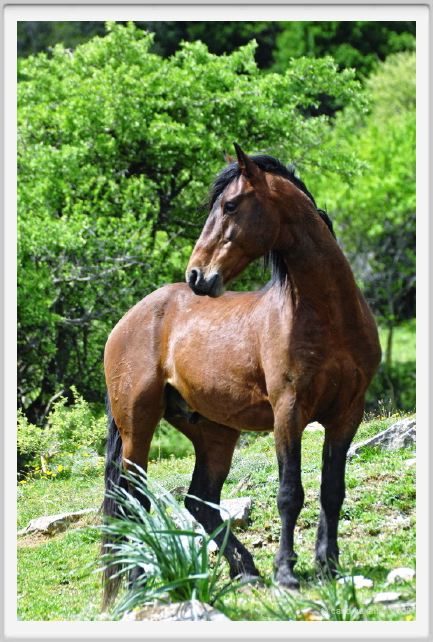 natura_e_cavallo227