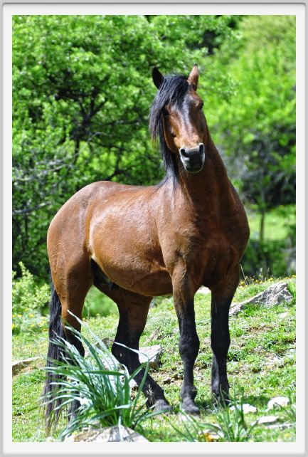 natura_e_cavallo229