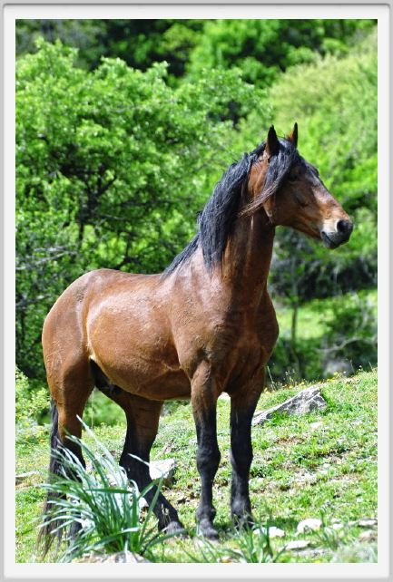 natura_e_cavallo230