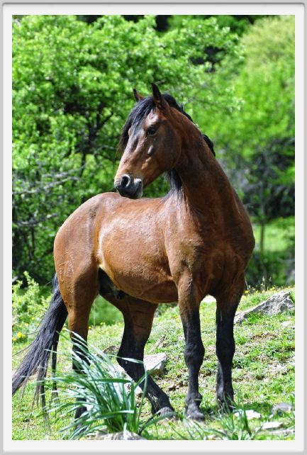 natura_e_cavallo232