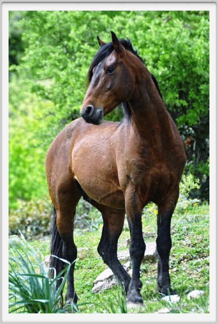 natura_e_cavallo235