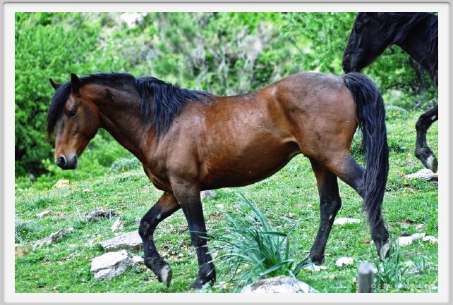 natura_e_cavallo239