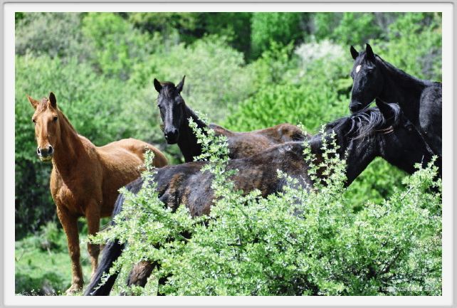 natura_e_cavallo240