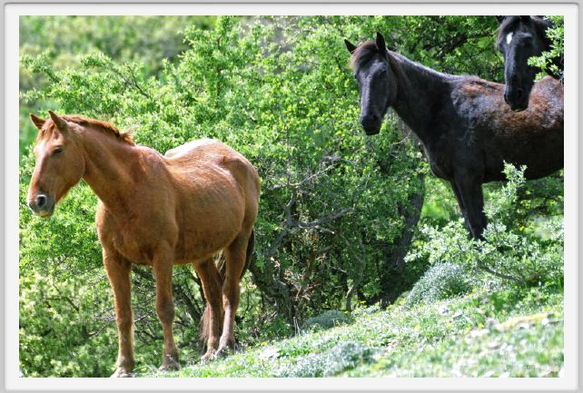 natura_e_cavallo242