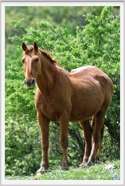 natura_e_cavallo243