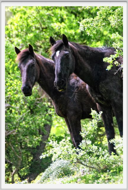natura_e_cavallo244