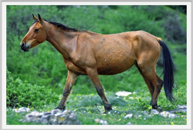 natura_e_cavallo245