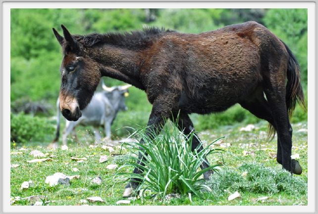natura_e_cavallo247