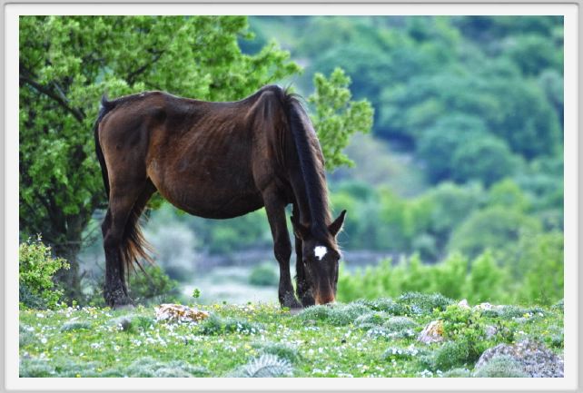 natura_e_cavallo249