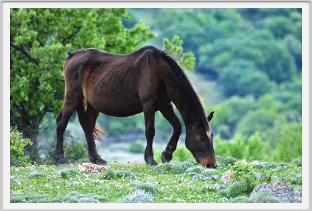 natura_e_cavallo250